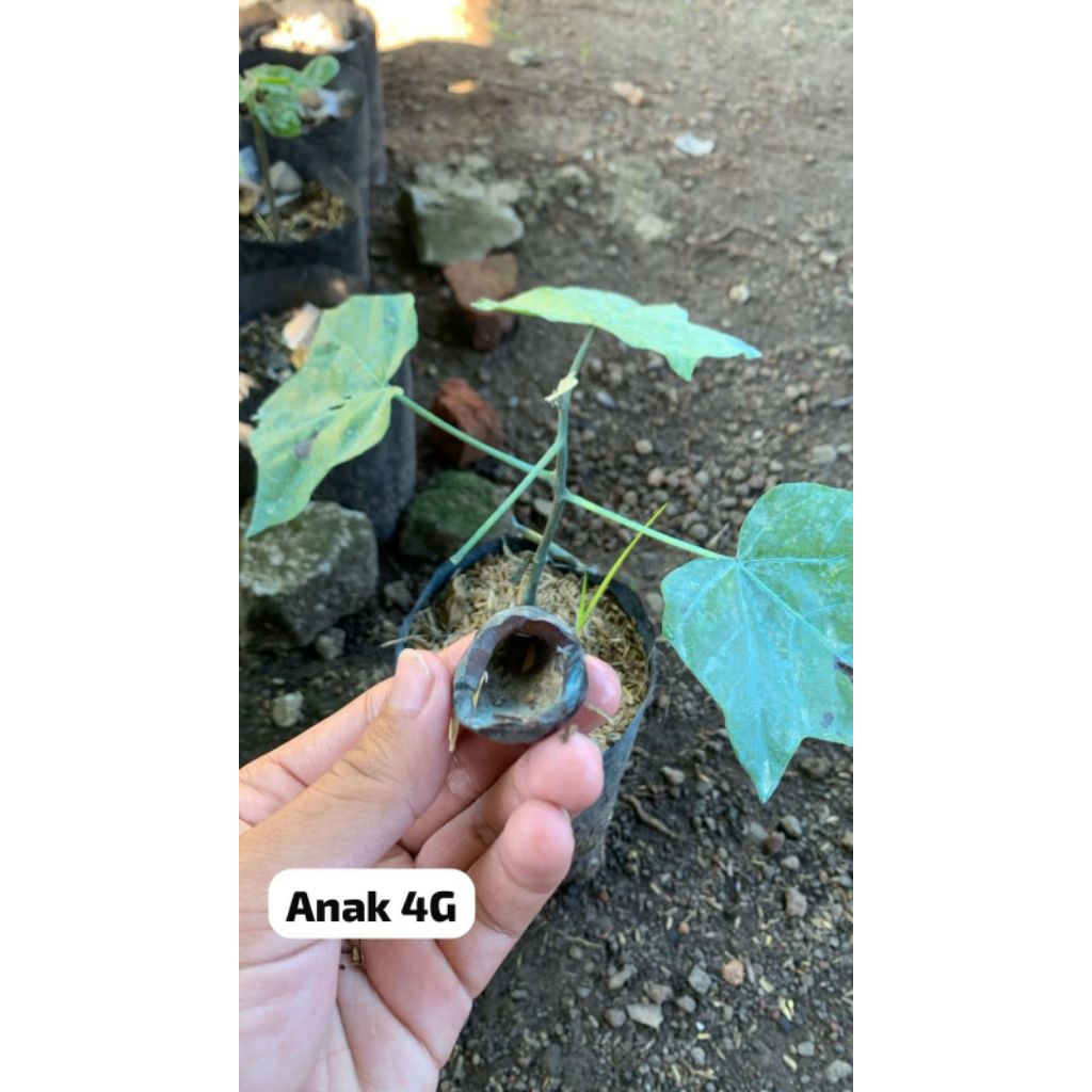 Bibit Muncang Adu Anak 4G Ori