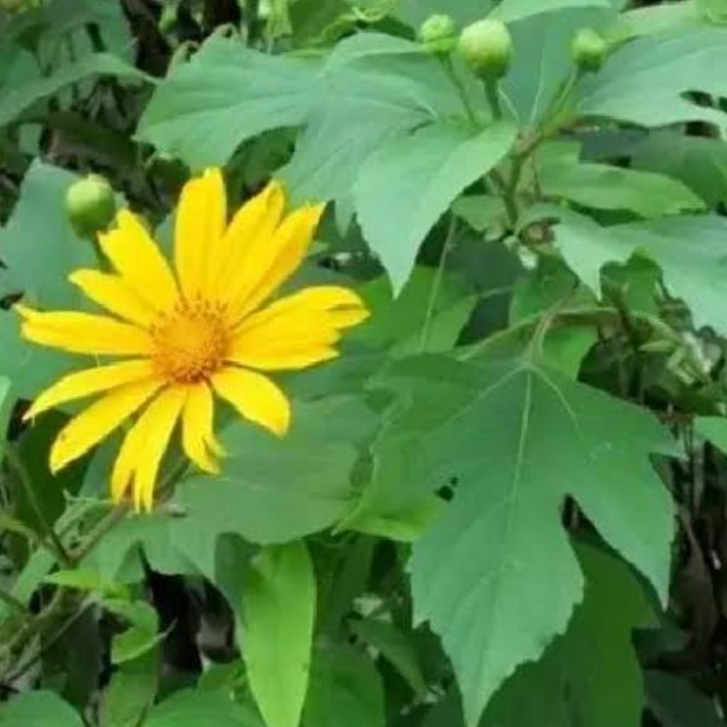 

Daun Insulin atau kipahit Segar Per 1 kg