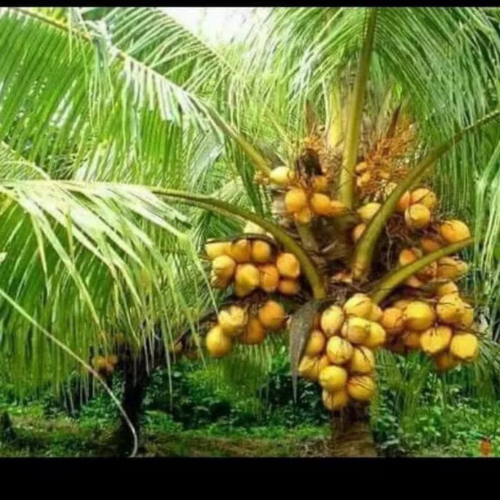 bibit kelapa hibrida kuning