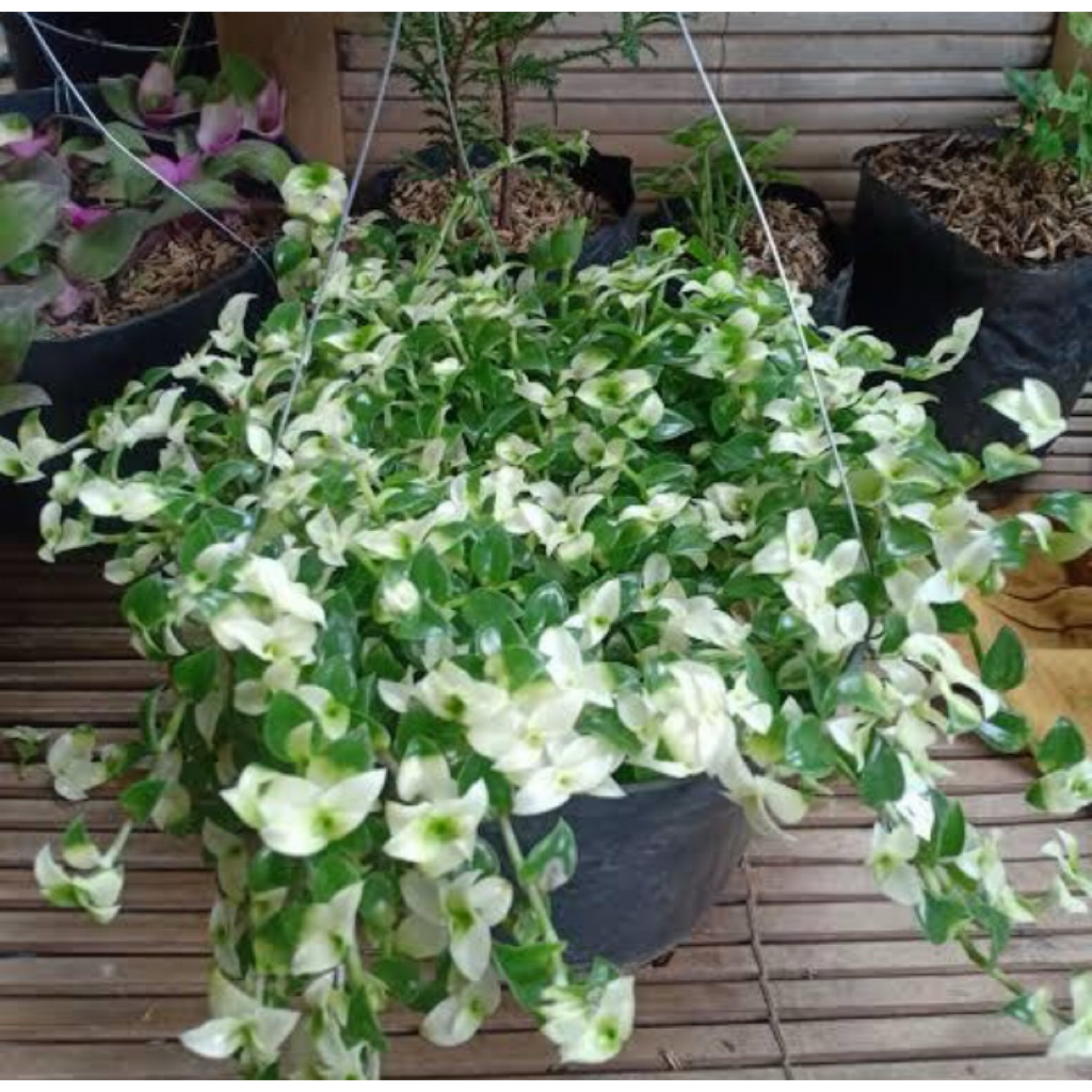 tanaman hias air mata janda gantung