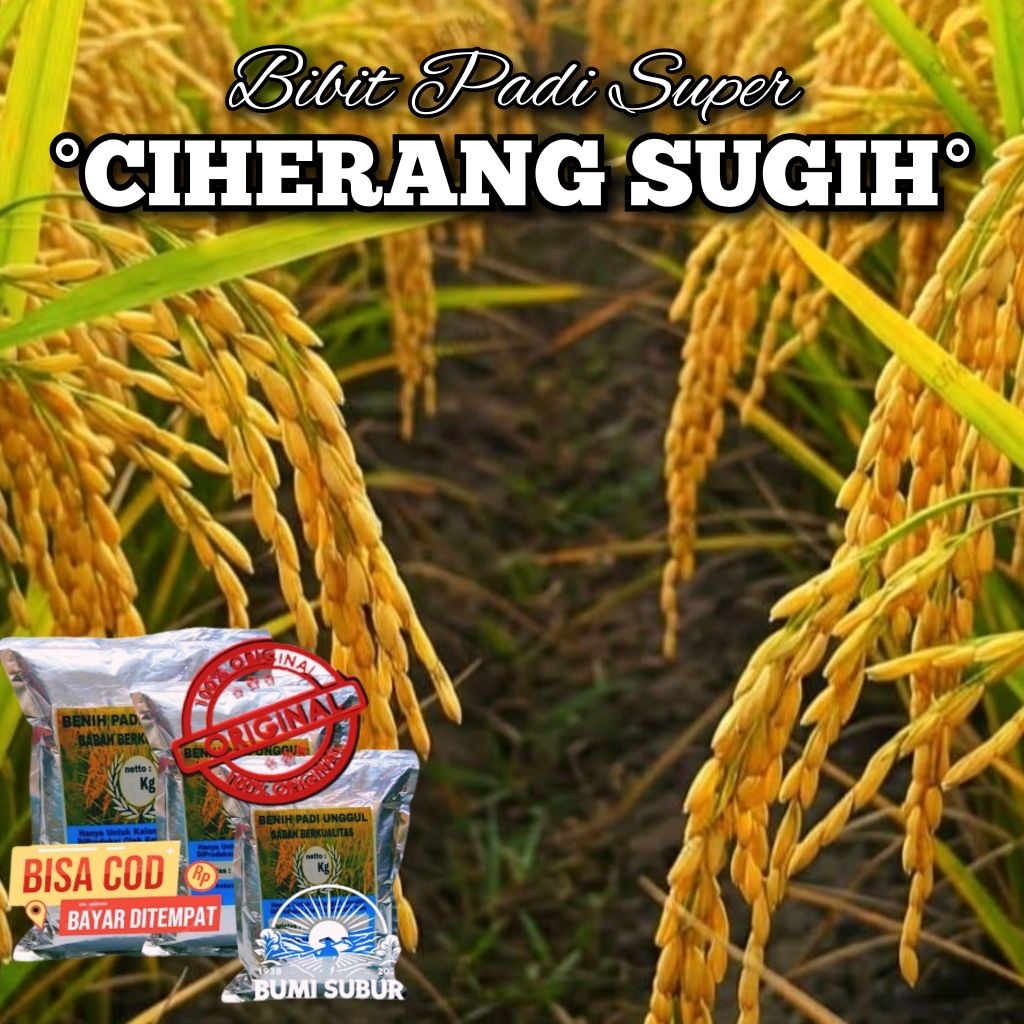 Benih Padi CIHERANG SUGIH bibit padi kualitas unggul