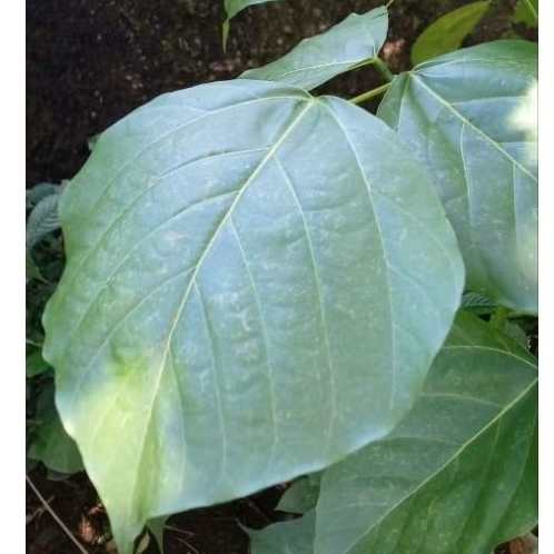 

Daun Dadap serep 33 helai daun segart