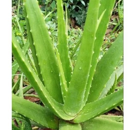 

pelepah/batang lidah buaya herbal alami