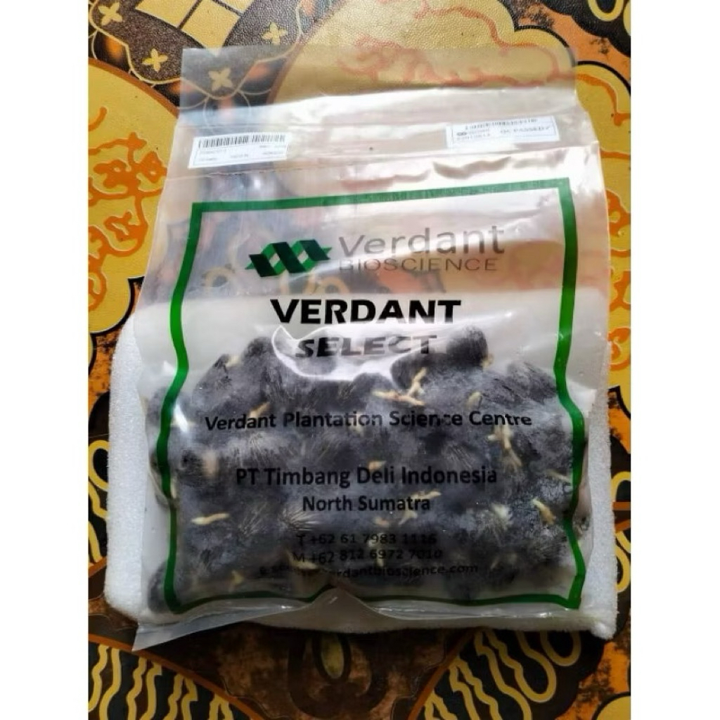 kecambah bibit sawit Verdant Select super unggul