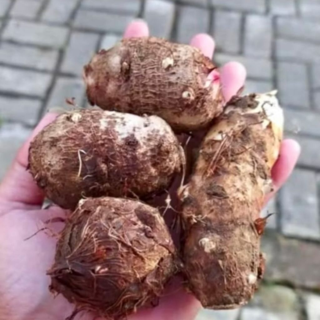 

MBOTE SEGAR / UMBI TALAS SEGAR 500 gram