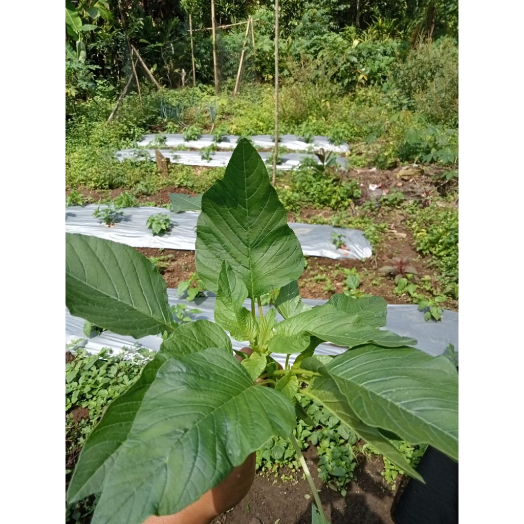 

daun bayam segar 500g