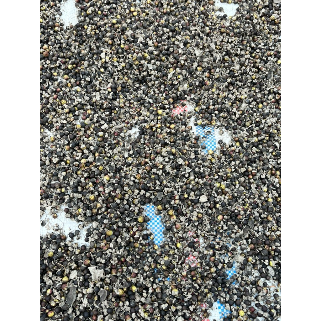 

(READY STOCK) Buah Legundi kering Gandasari Vitex Trifolia Mang Jing Zi