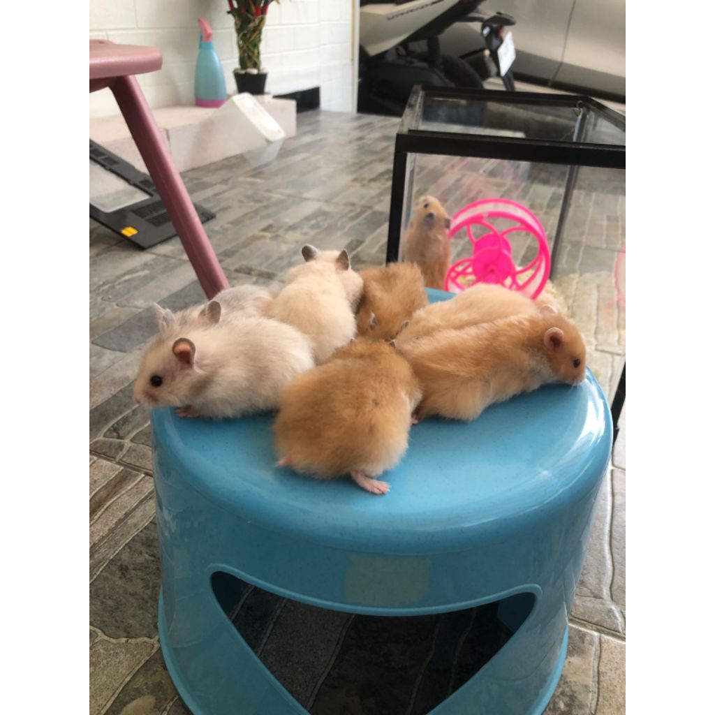 Hamster syrian sirian anggora long hair medium instan semarang