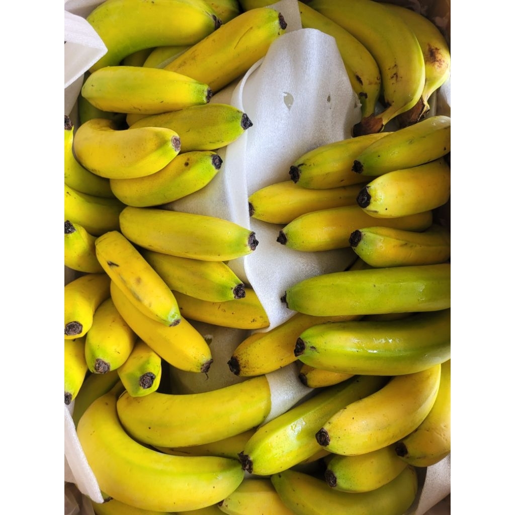 

Pisang Cavendish SUNPRIDE 1kg