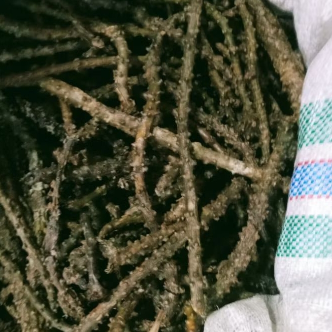 

Brotowali / antawali/Teh pait/jamu pait