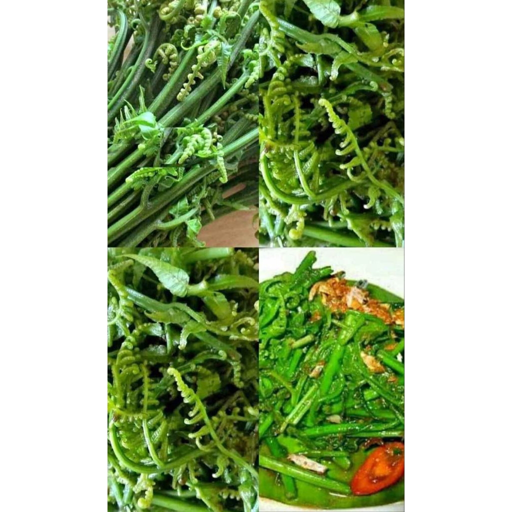 

pakis sayur per 1 ikat 250 gram