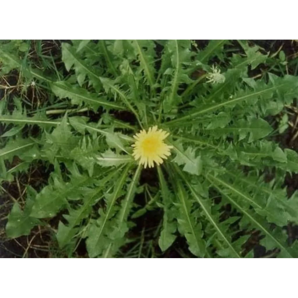 

Daun tempuyung segar 500gr