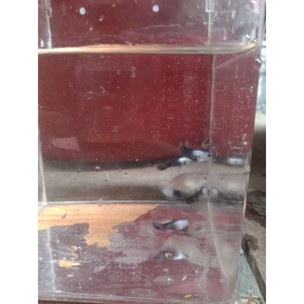 ikan guppy mini panda