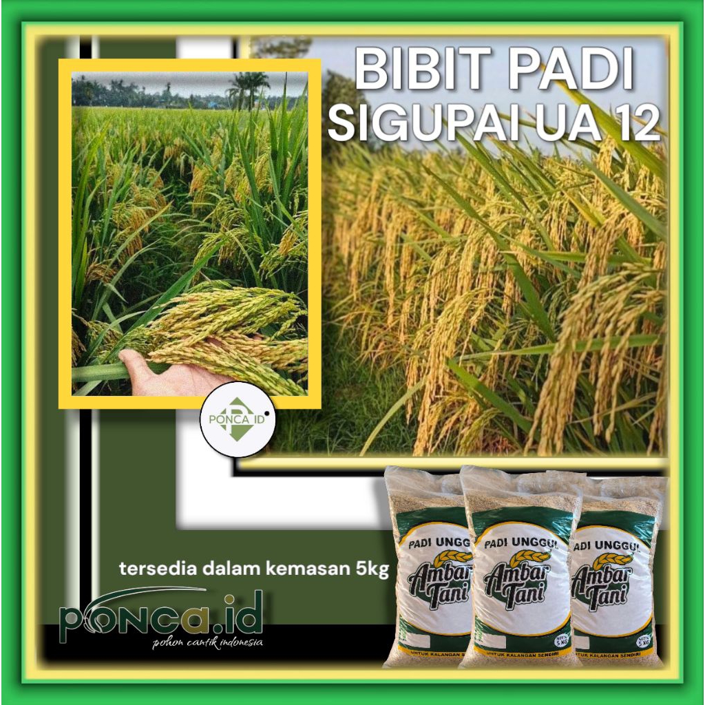 BIBIT PADI SIGUPAI UA 12 ORIGINAL