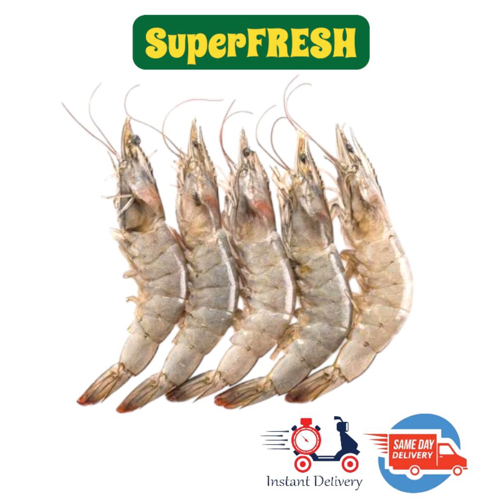 

Udang Vaname SEGAR