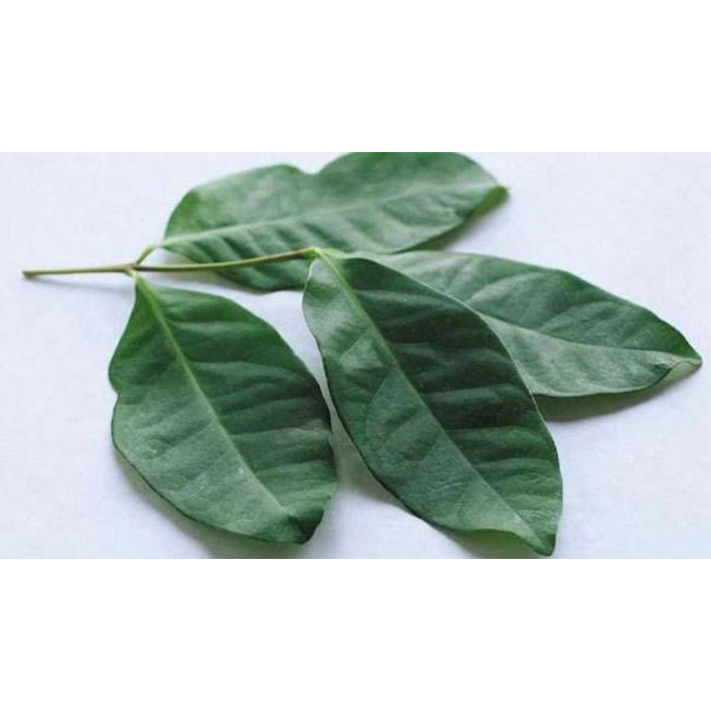 

daun salam 100gr