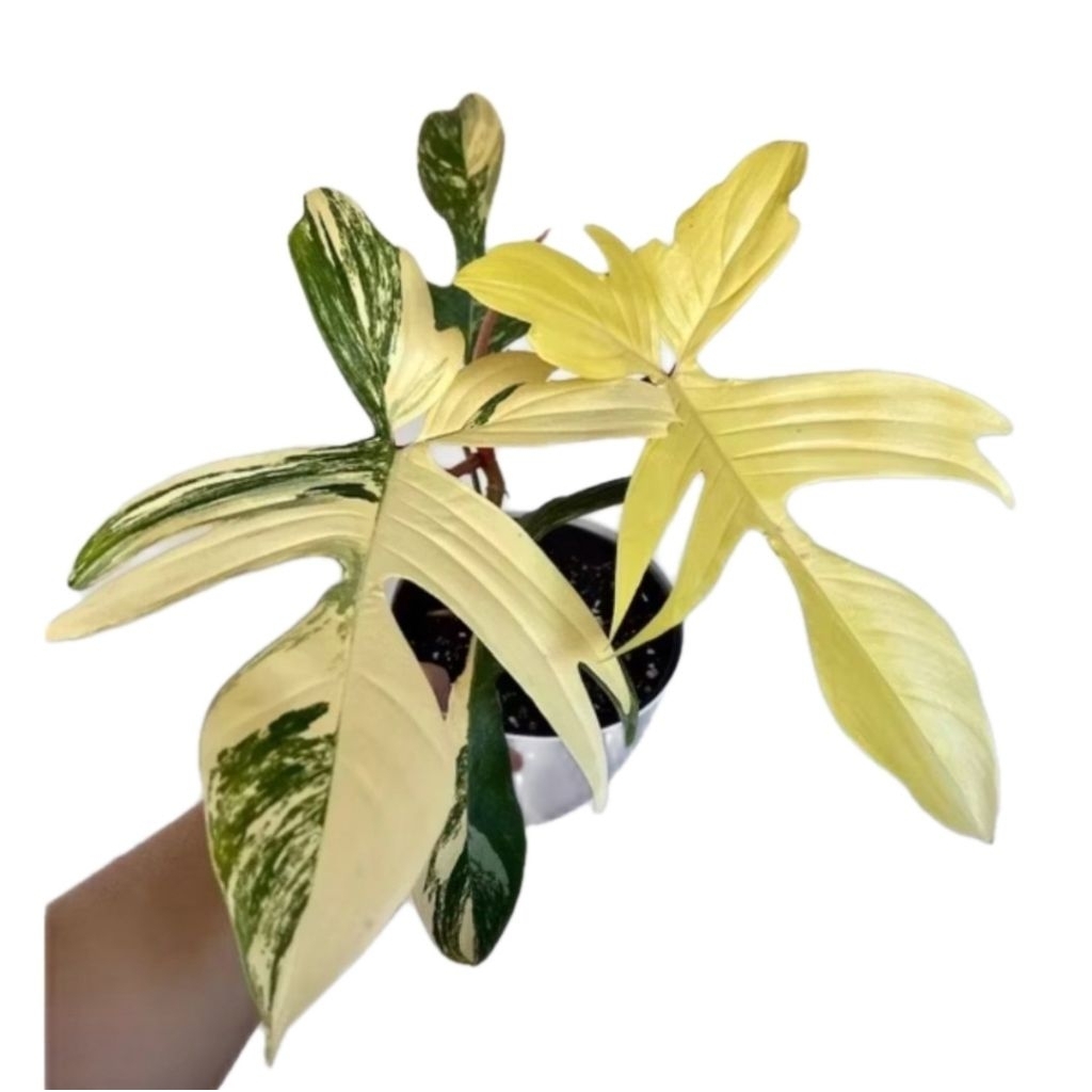 Tanaman philodendron florida beauty varigata flobe var