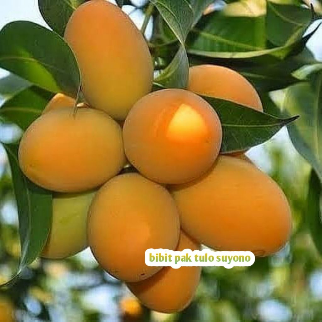 Bibit Mangga Madu Asli Tanaman Buah Hasil Okulasi Super Unggul Tabulampot