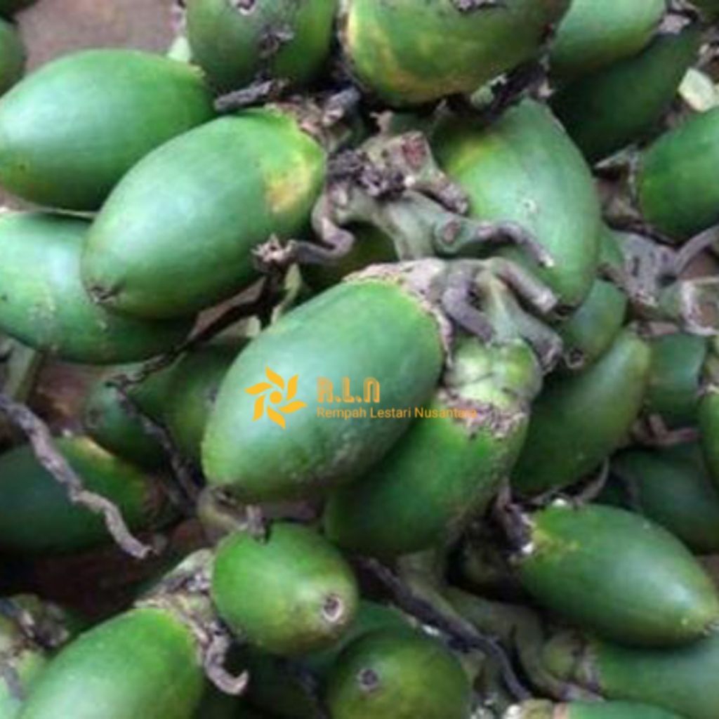 

Buah pinang Muda segar 500 gram