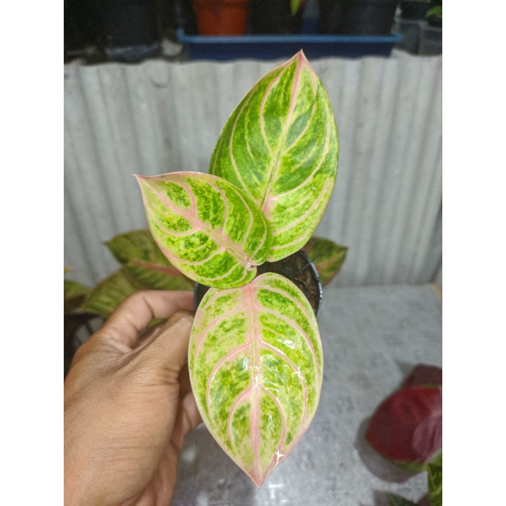 AGLAONEMA RINJANI GOLDEN