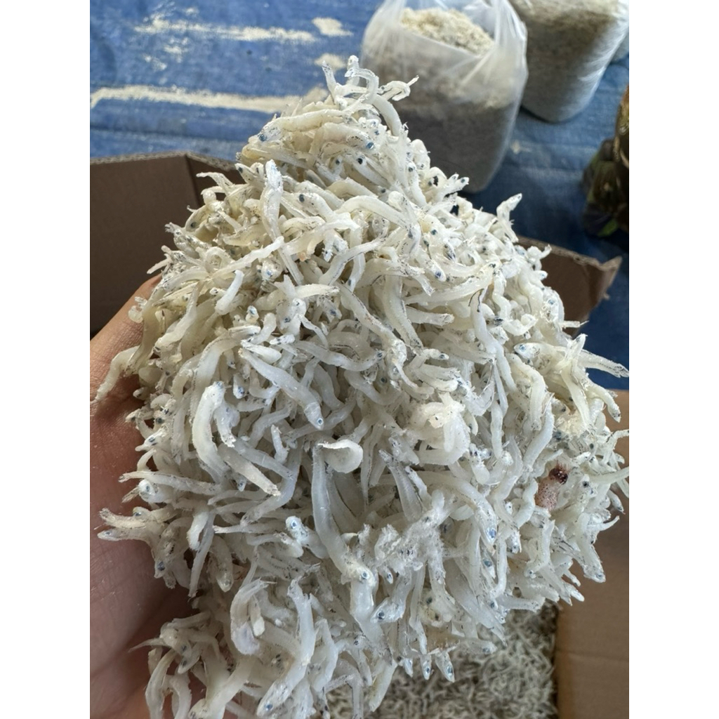 

VT store ikan Teri Medan gurih tanpa bahan pengawet asli dari belawan