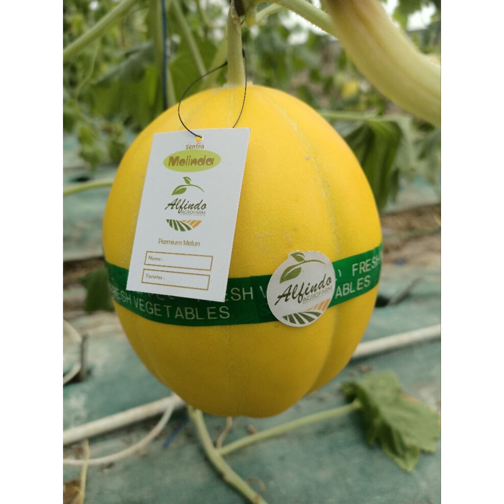 

Buah Melon Sweet Imada
