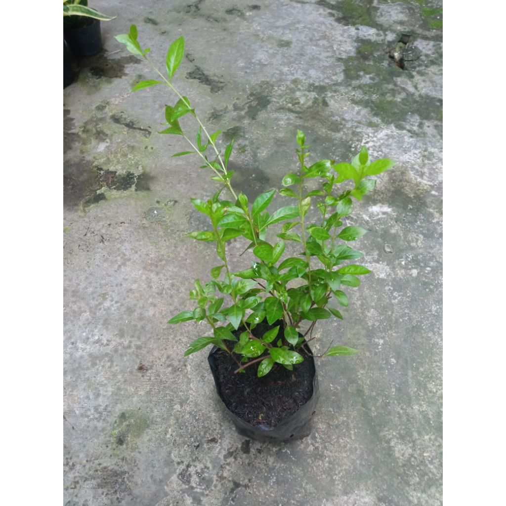 pohon bibit pacar kuku hena kuteks alami kutek syari pewarna kuku alami pewarna rambut pewarna jengg