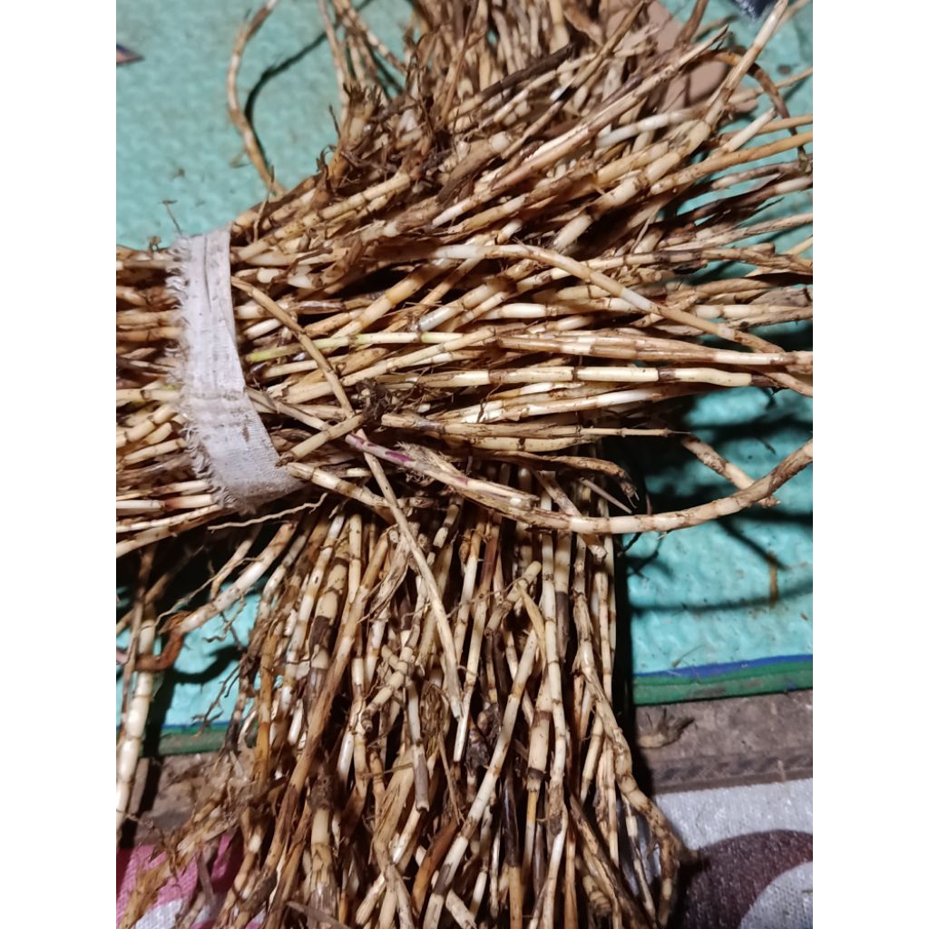 

Akar alang alang 500gram bersih