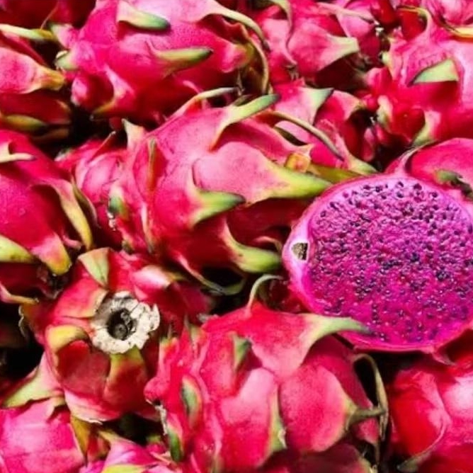 

Buah Naga Merah 1kg Grade A Manis Segar | Fresh, Cocok untuk Diet