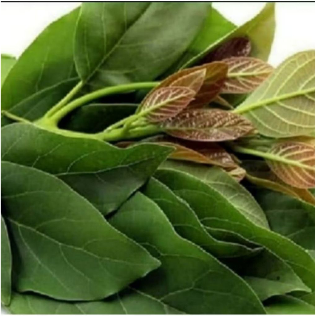 

Daun alpukat segar per 100 gram obat herbal alami di petik saat orderan masuk