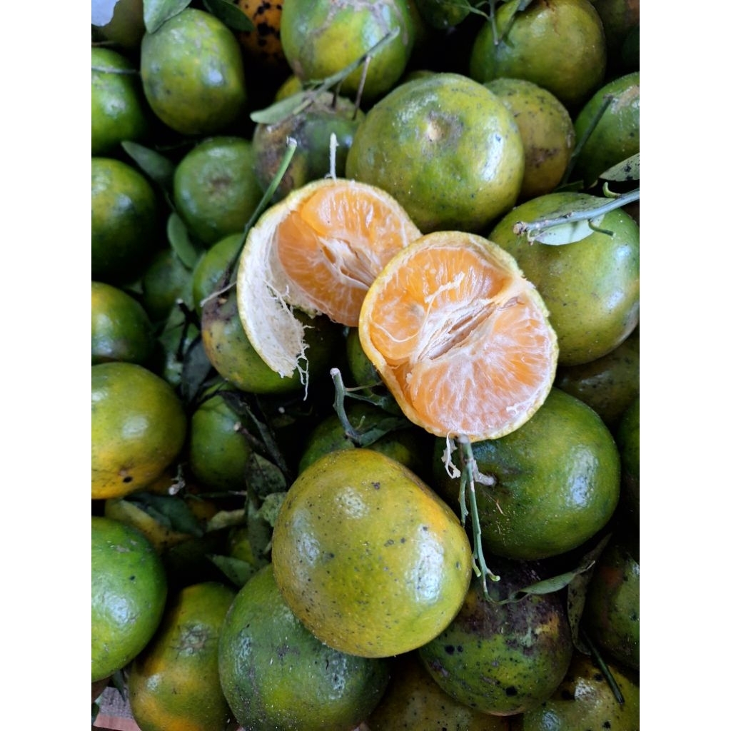 

jeruk madu malang perkilo