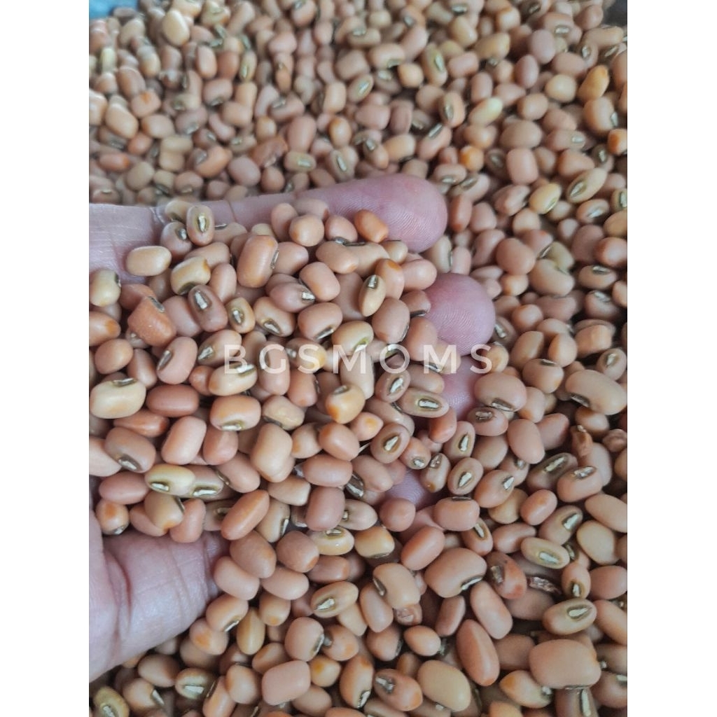 

Kacang tolo/ tunggak per kg