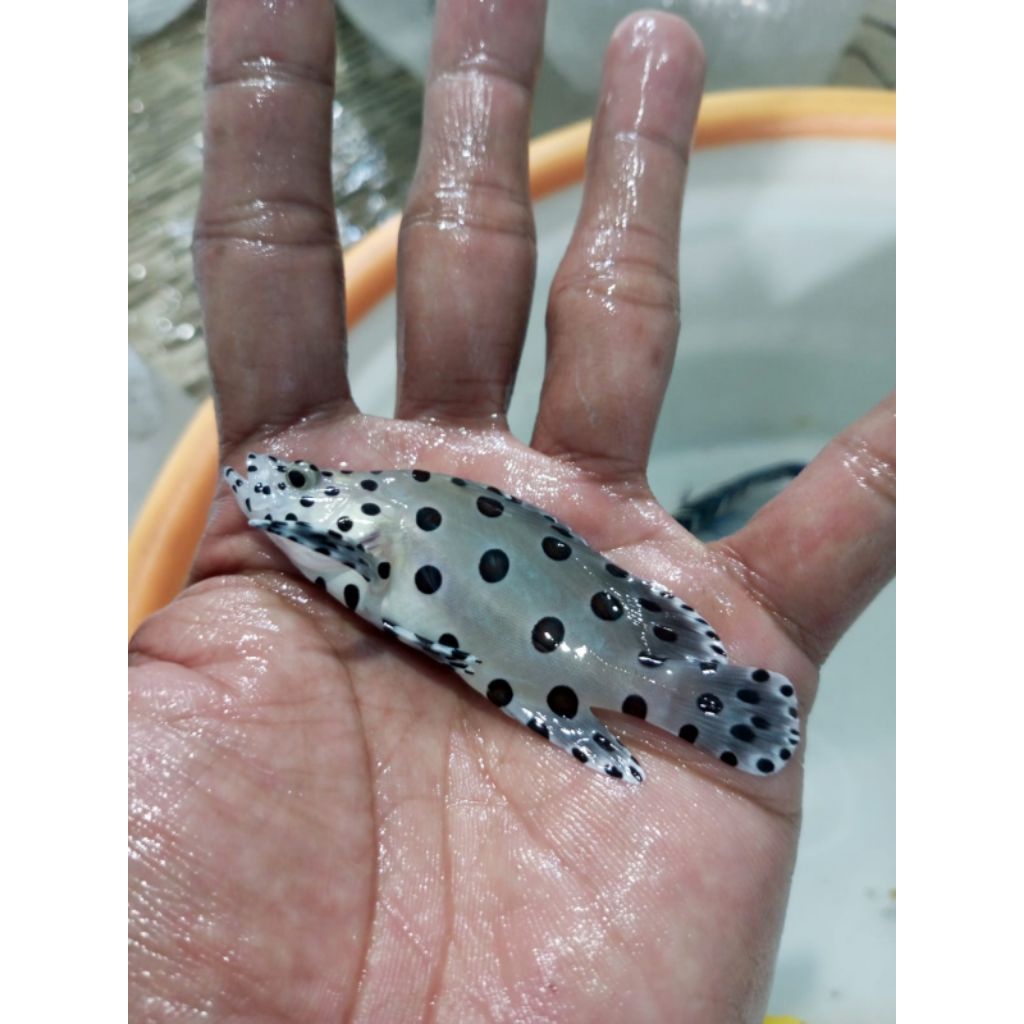 ikan air laut Kerapu Tikus/Greskelly