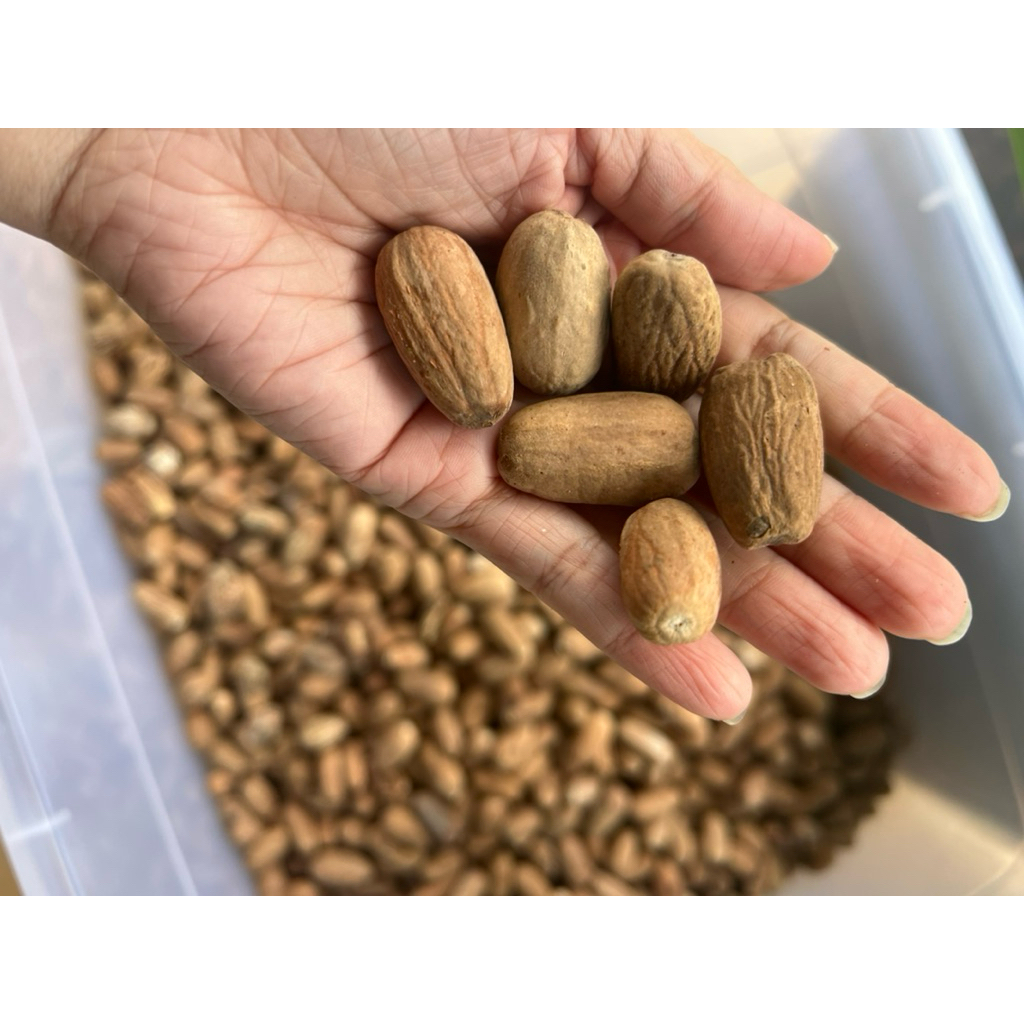 

Biji Pala Fak Fak Papua kupas kualitas premium 100gram