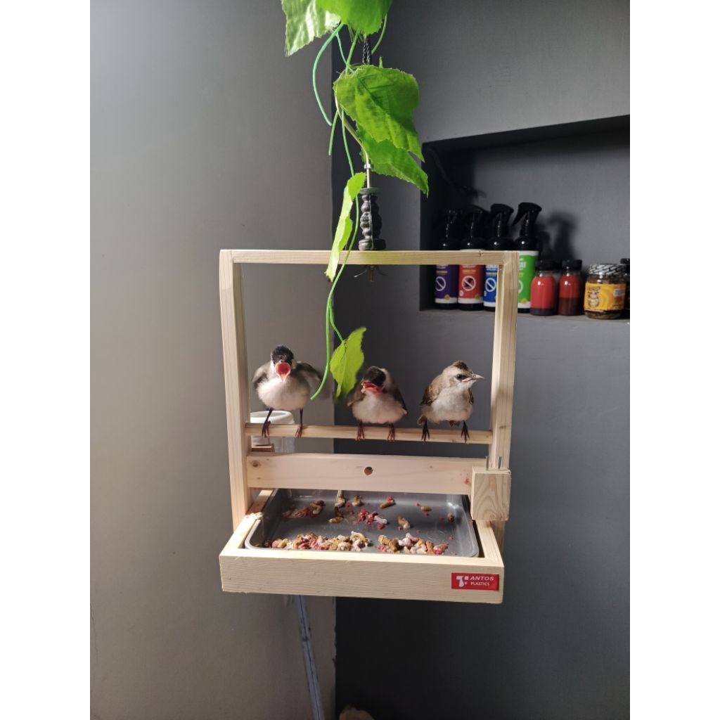 Sangkar Layang Burung Kayu Aesthetic Mini Baki