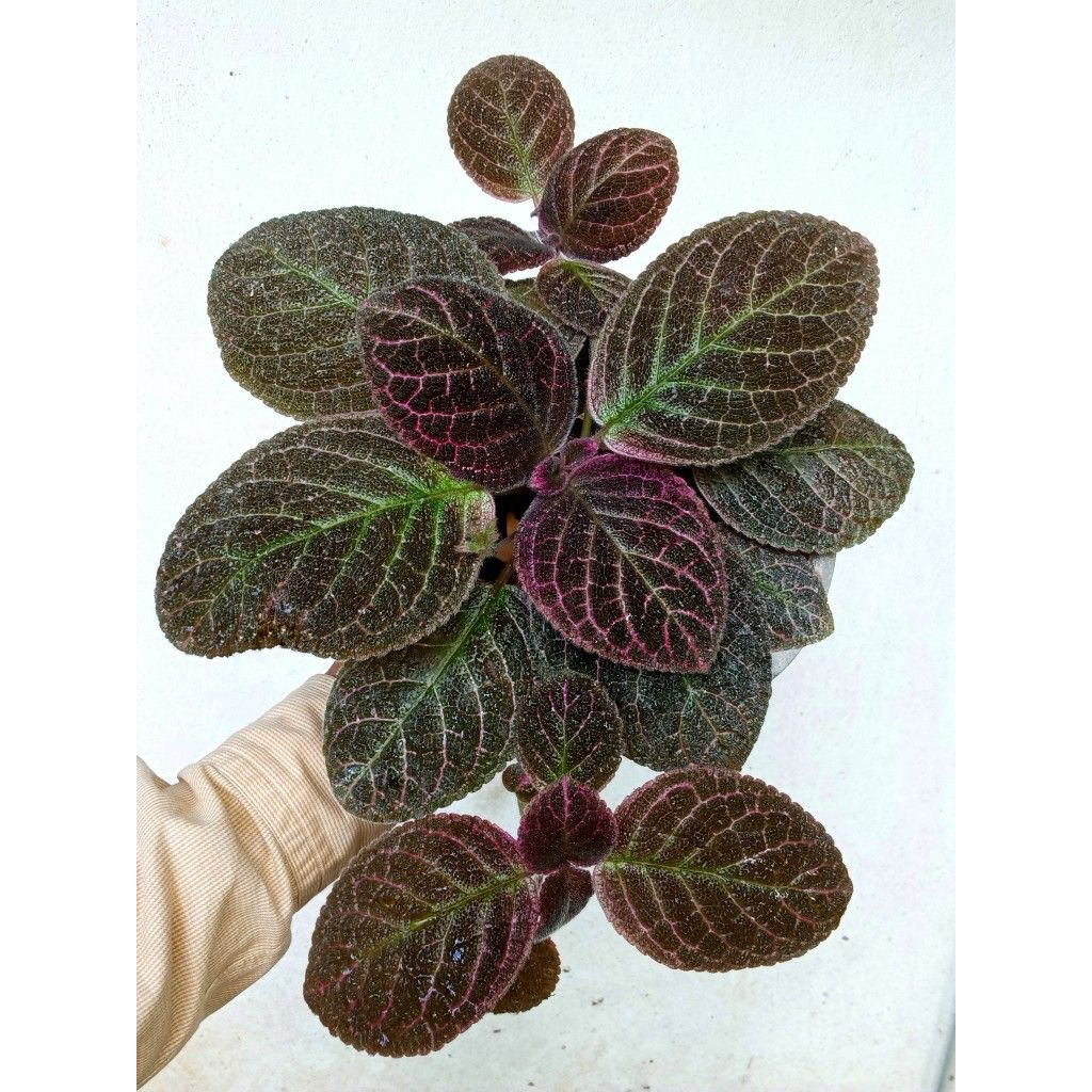 tanaman hias bludru hitam - episcia hitam - bludru episcia hitam