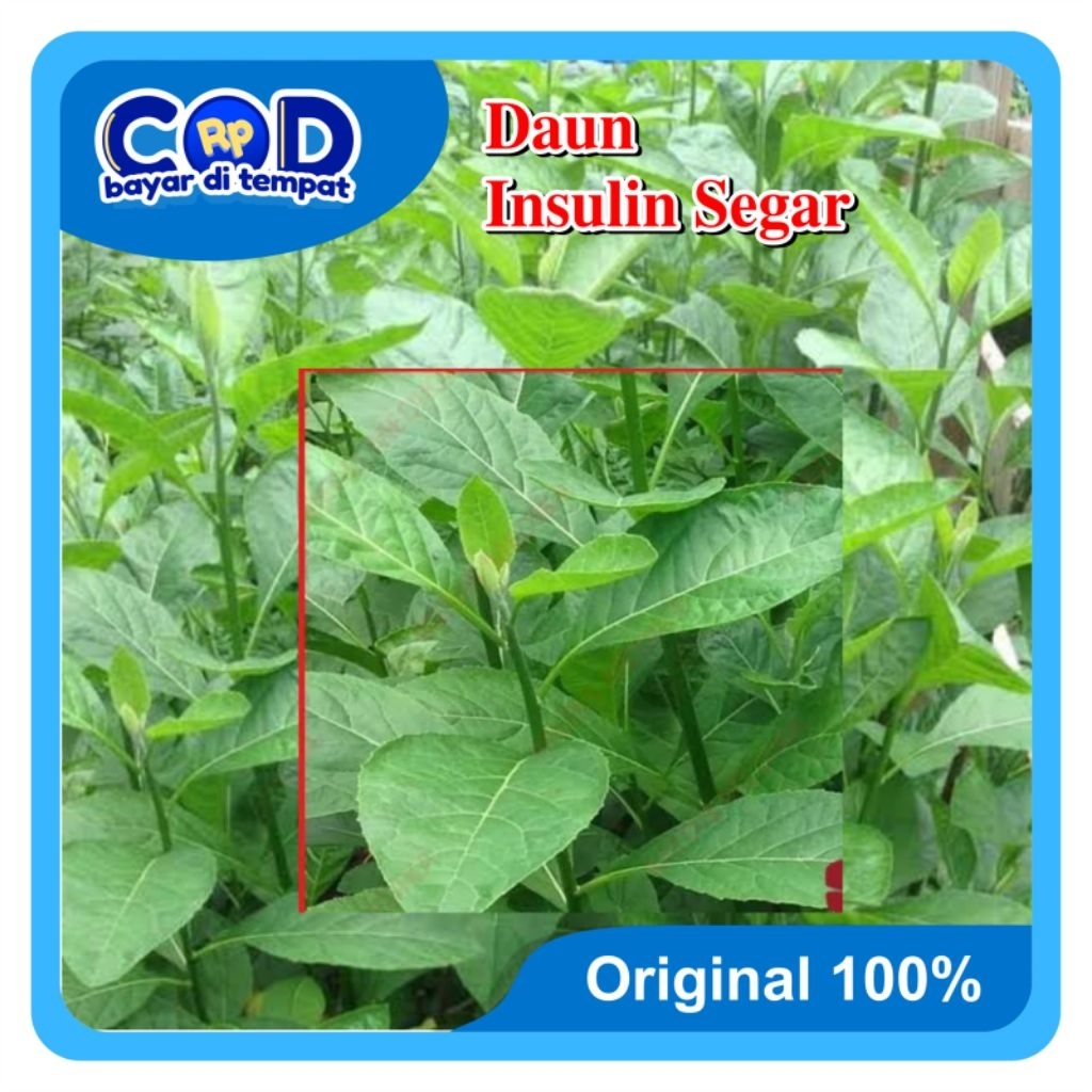 

[C O D] Daun Afrika (Insulin)Segar Untuk Obat Herbal Alami 250 Gram
