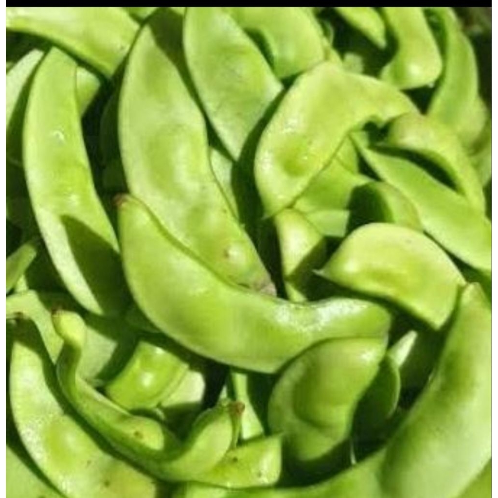 

terbaik sayur roay /kacang koro 100 gram