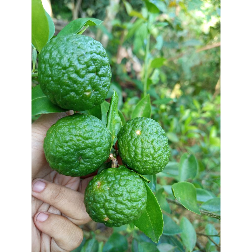 

ngabisin jeruk limo limau 1kg