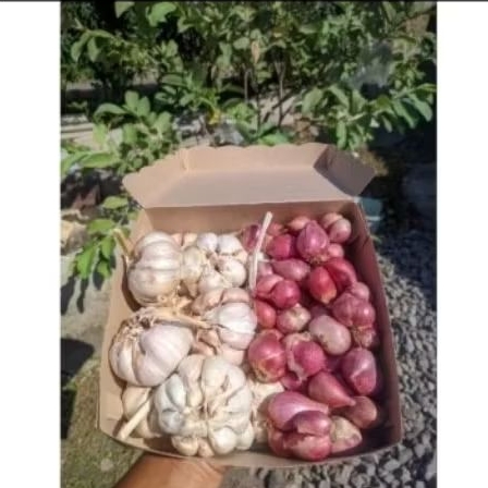

PAKET BAMER BAPUT SINCO 500 GRAM MURAH