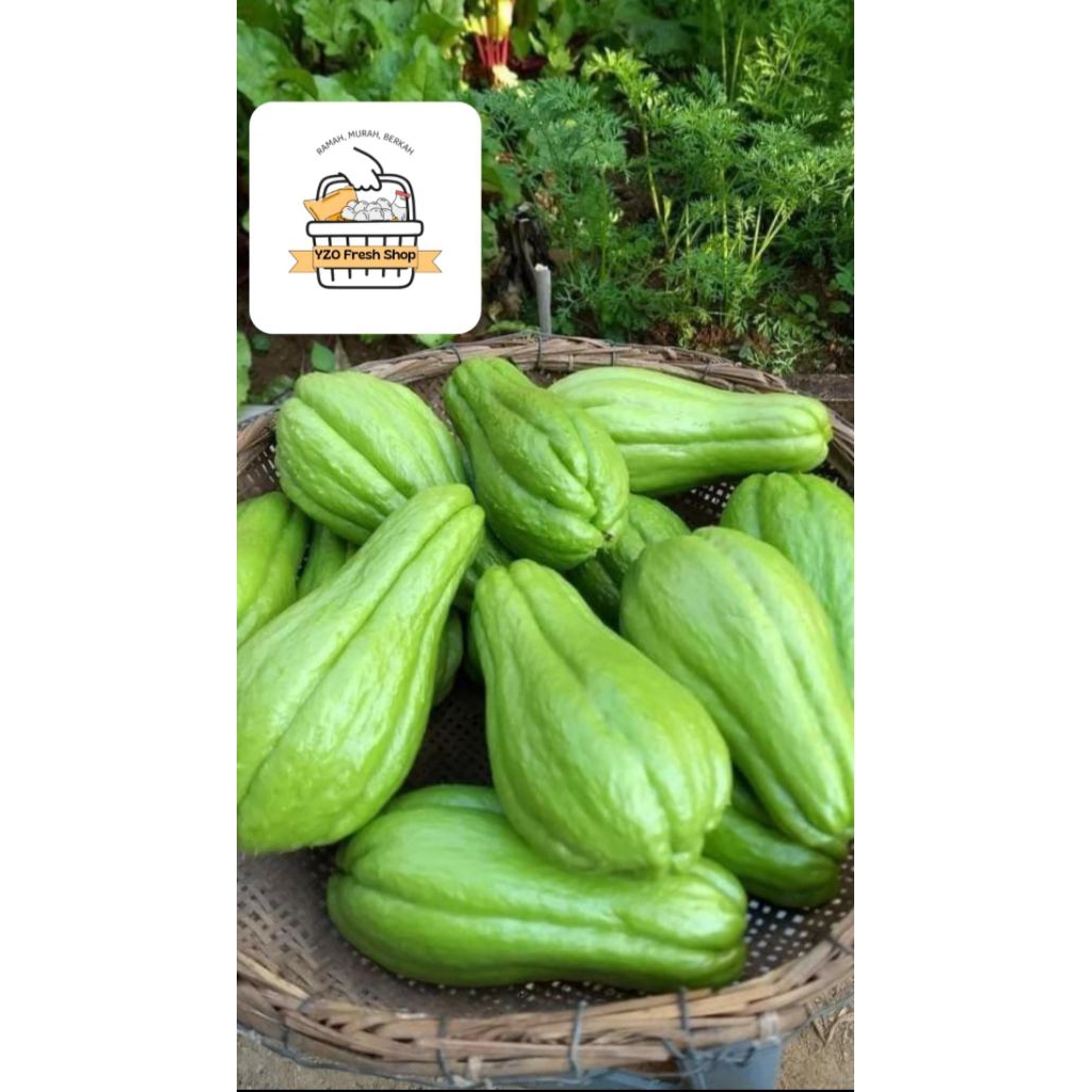 

Labu Siam / Manisah / isi 1pcs