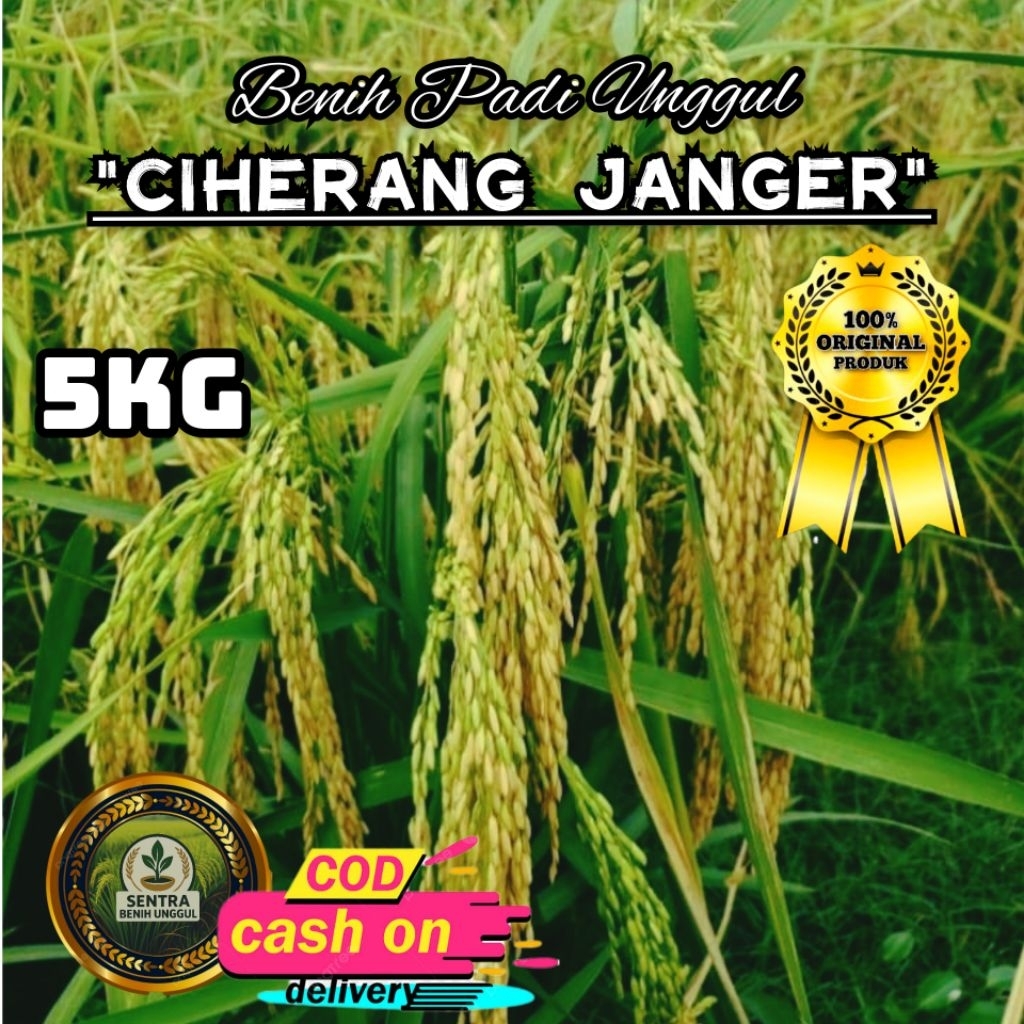 (5KG) Benih Padi CIHERANG JANGER Bibit padi super unggul berkualitas