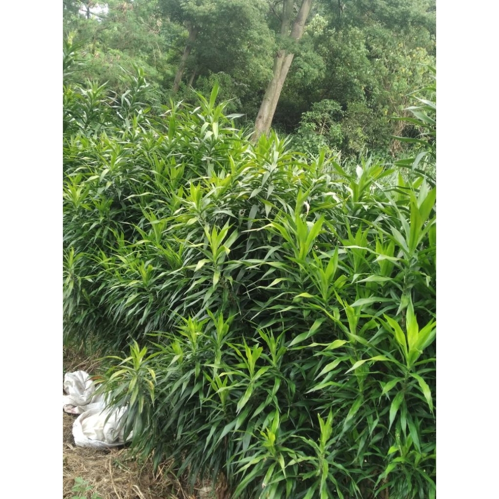 

DAUN SUJI SEGAR 500 GRAM