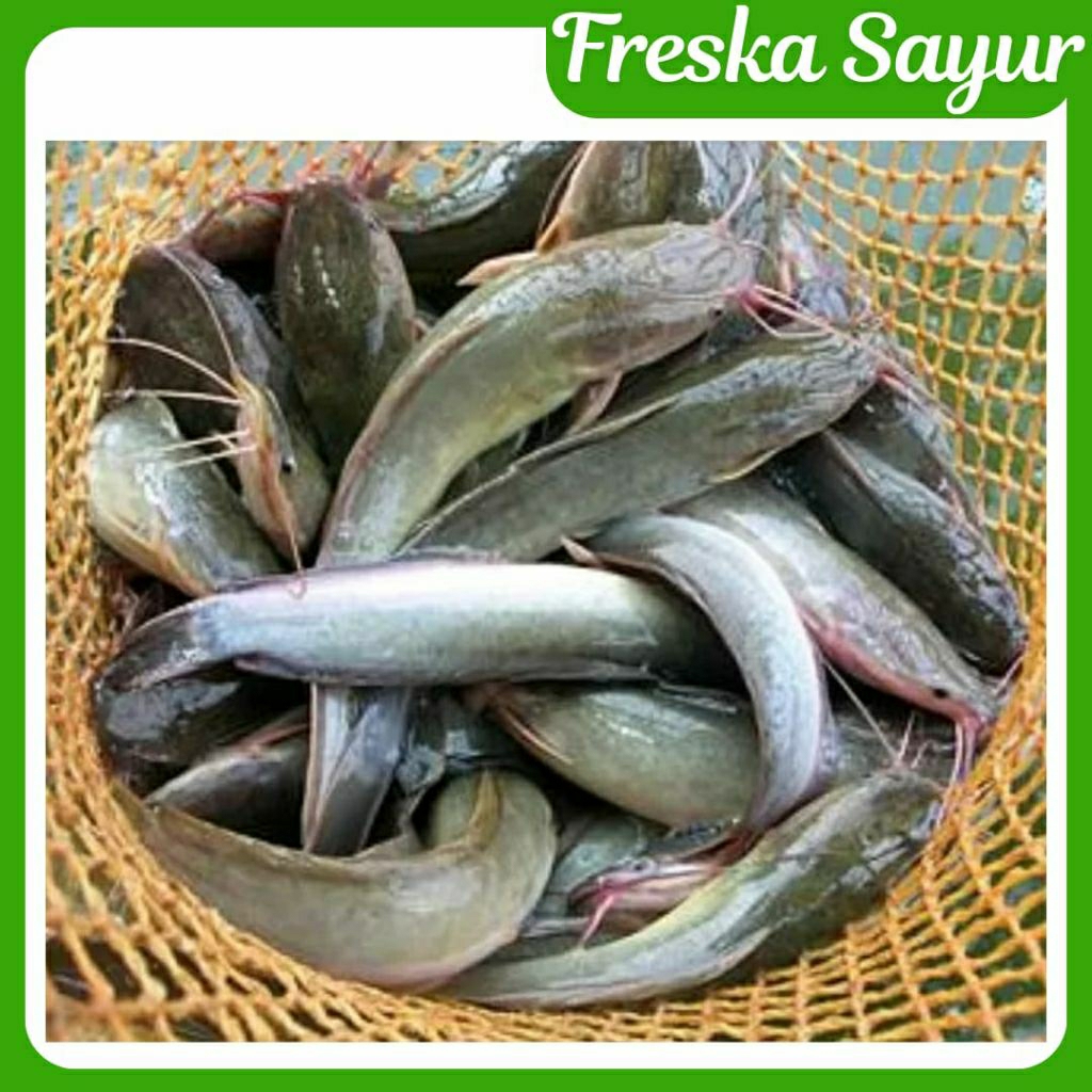 

Ikan Lele 500 gr Fresh I Request Jika Ingin Dipotong