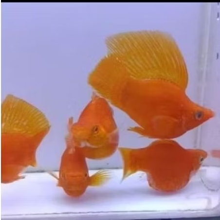 Ikan molly sunkist sailfin highfin layar atas lebar size jumboan  - Molly sailfin highfin sunkist ba