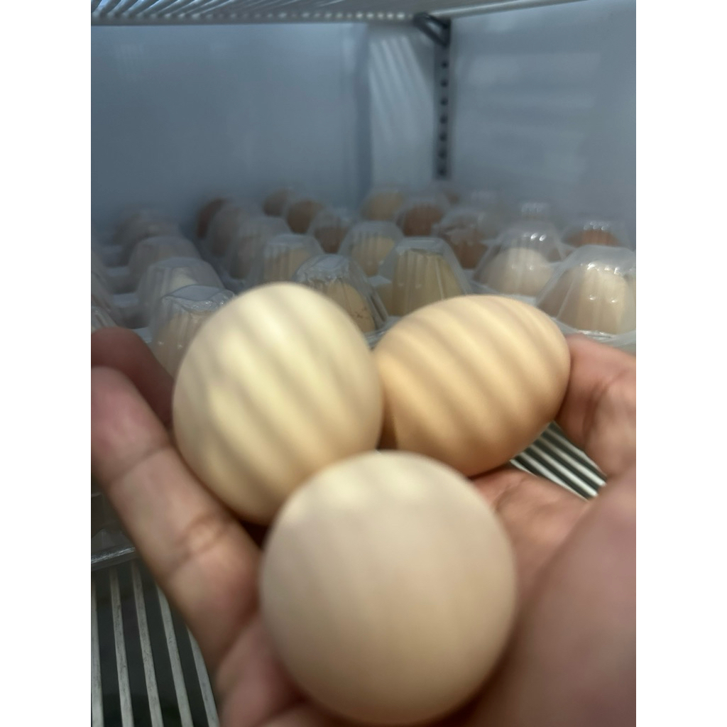 

TELUR KAMPUNG KUALITAS UNGGUL HARGA SUPER MURAH