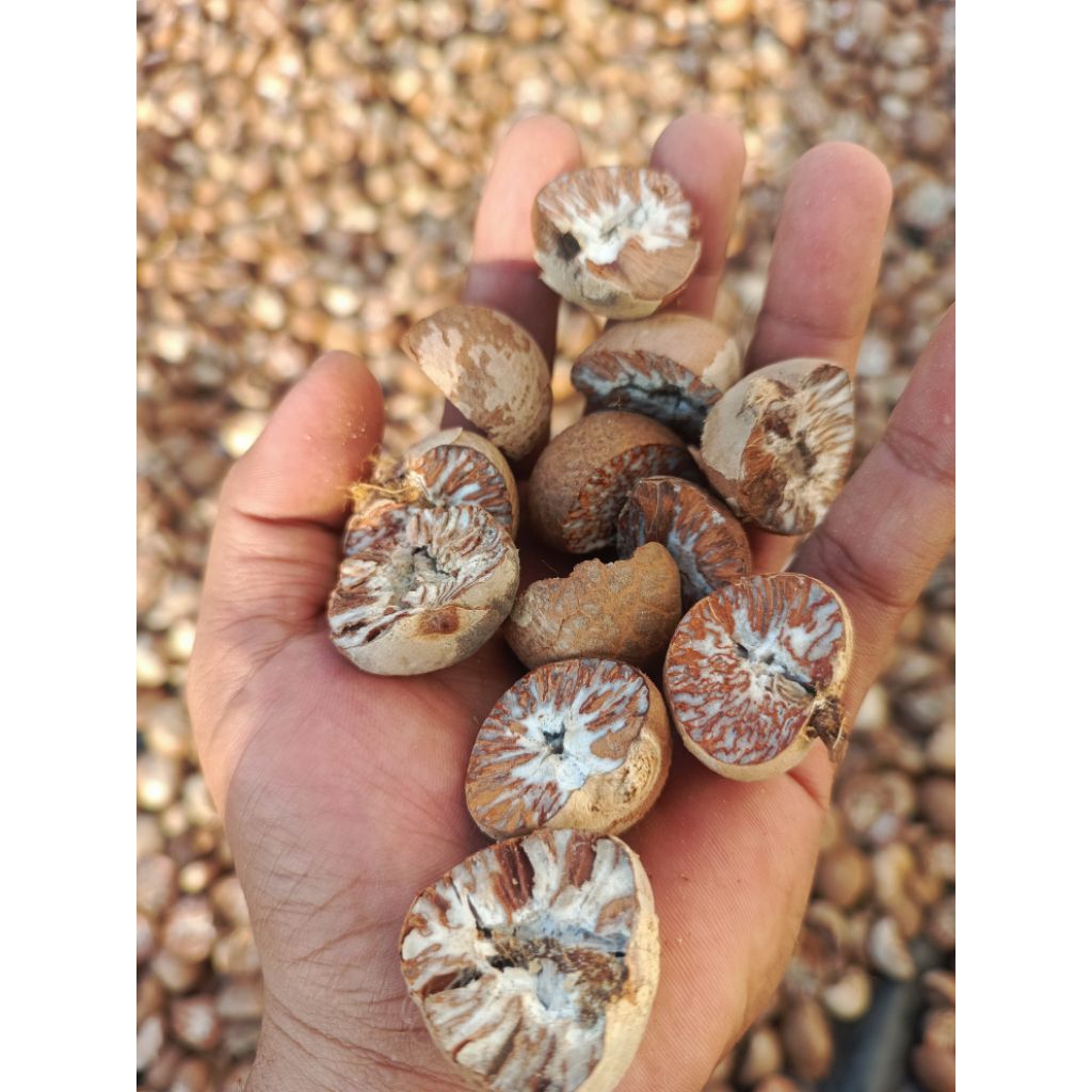 

PINANG BELAH DUA KERING