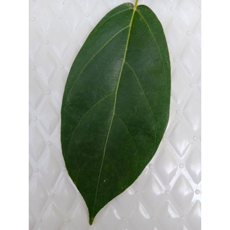 

Daun Cincau Hijau Segar (perdu) per helai
