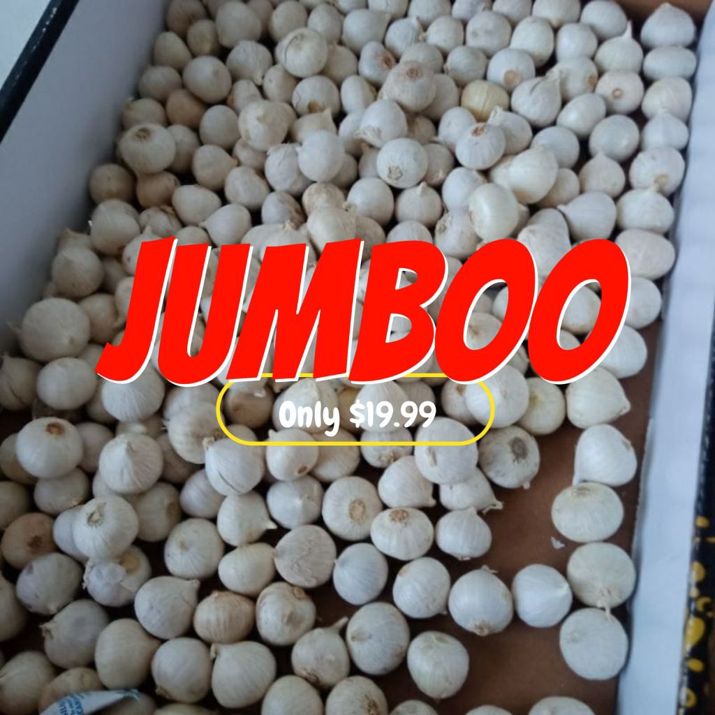 

bawang putih tunggal besar jumbo 1kg/lanang jumbo