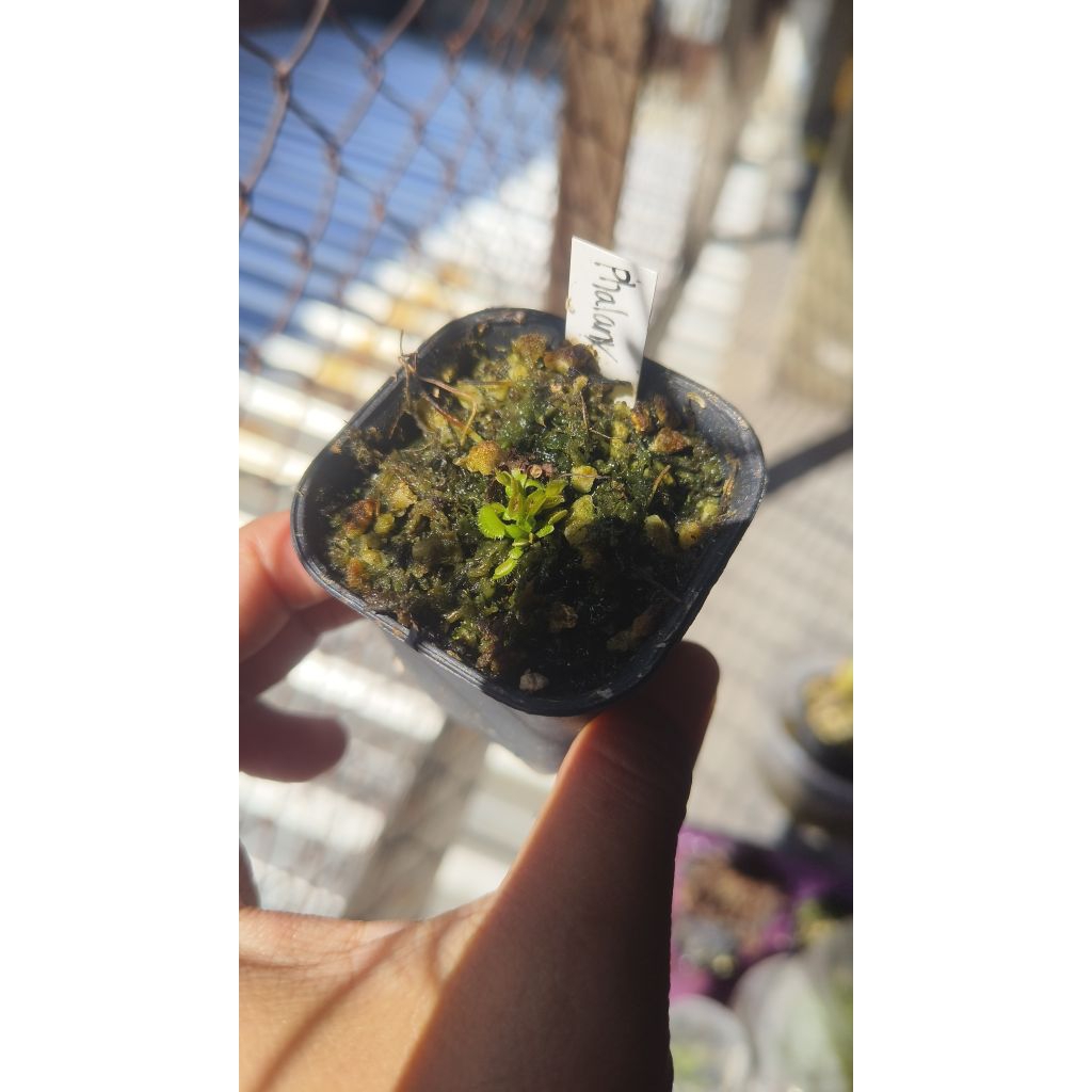 Tanaman Pemakan Serangga / Tavor Venus Fly Trap (VFT) Phalanx